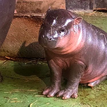 Malena patuljasta vodenkonjica iz zagrebačkog zoo vrta dobila je ime Lotta - 7