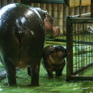 Malena patuljasta vodenkonjica iz zagrebačkog zoo vrta dobila je ime Lotta