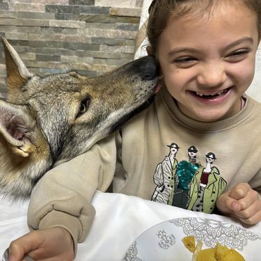 Uzgajivačnica Van Luk Wolf u Velikoj Gorici bavi se uzgojem pasmine čehoslovački vučji pas - 7