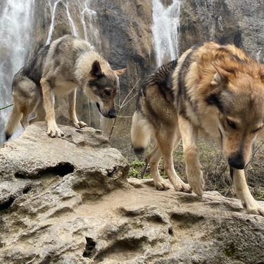 Uzgajivačnica Van Luk Wolf u Velikoj Gorici bavi se uzgojem pasmine čehoslovački vučji pas - 8