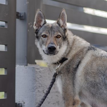 Uzgajivačnica Van Luk Wolf u Velikoj Gorici bavi se uzgojem pasmine čehoslovački vučji pas - 11