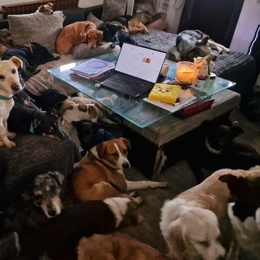 Udruga LePas iz Velike Gorice otvara prvi hospicij za pse u Hrvatskoj - 2