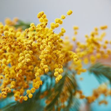 Mimoze