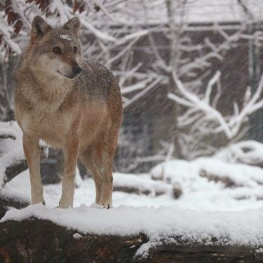 U Zoološkom vrtu Grada Zagrebu do kraja veljače održavat će se Egzotične subote - 1