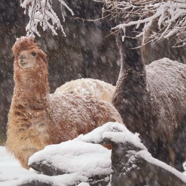 U Zoološkom vrtu Grada Zagrebu do kraja veljače održavat će se Egzotične subote - 5