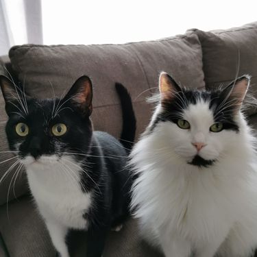 Čunki i King Arthur