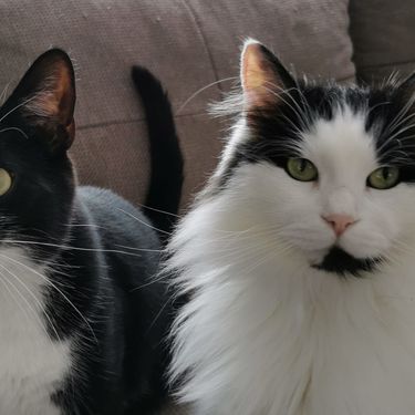 Čunki i King Arthur