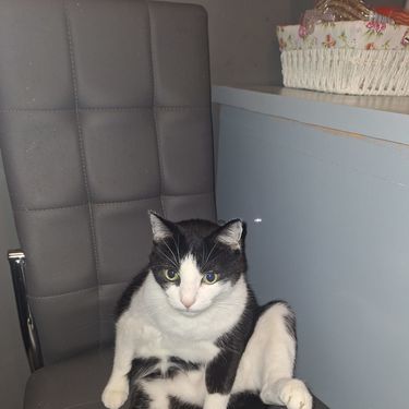 Crno-bijela maca naše čitateljice