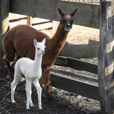 Beba alpaka došla je na svijet u osječkom zoološkom vrtu - 1