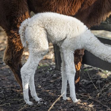 Beba alpaka došla je na svijet u osječkom zoološkom vrtu - 4
