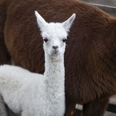 Beba alpaka došla je na svijet u osječkom zoološkom vrtu - 6