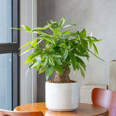 Pachira ili drvo novca