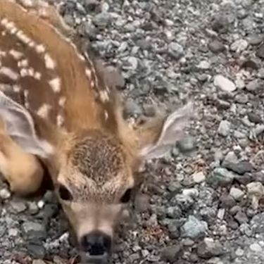 Bambi