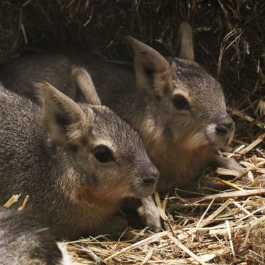 Mladunci mara iz zoo vrta Zagreb lijepo napreduju - 2