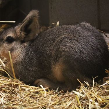 Mladunci mara iz zoo vrta Zagreb lijepo napreduju - 4