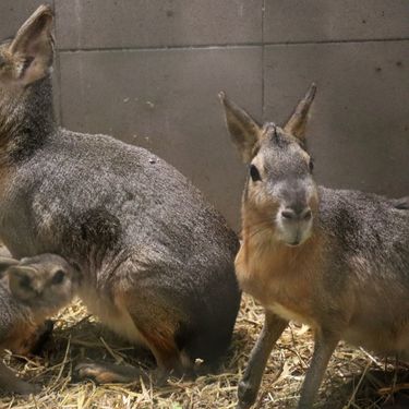 Mladunci mara iz zoo vrta Zagreb lijepo napreduju - 6