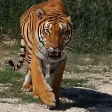 Tigar