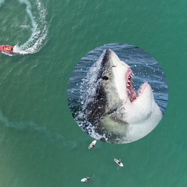 Slika mora iz zraka sa surferima i brodom te morski pas koji izvire iz vode