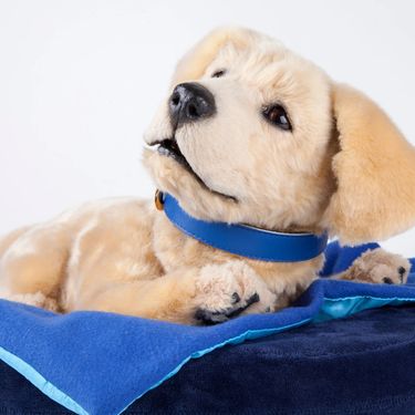 Robotski psić Jennie društvo je osobama koje boluju od Alzheimerove bolesti - 2