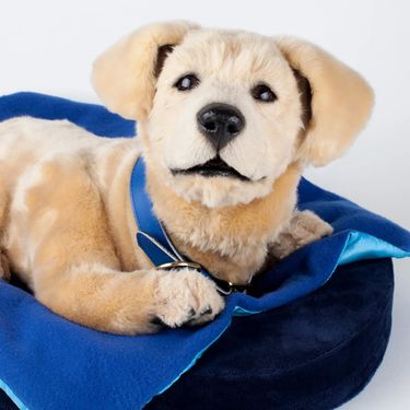 Robotski psić Jennie društvo je osobama koje boluju od Alzheimerove bolesti - 6