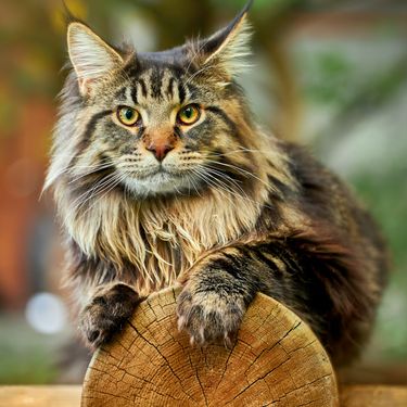 Maine Coon