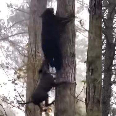 Obračun medvjeda i psa