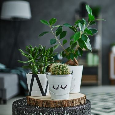 Neke biljke zahtijevaju zaista minimalno svjetlosti