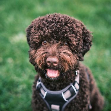 Lagotto romagnolo