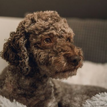 Lagotto romagnolo
