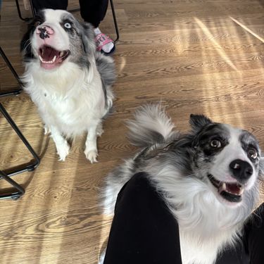 Kujica Blue koja je bila ostavljena na Autobusnom kolodvoru u Zagrebu otišla je u novi dom - 4