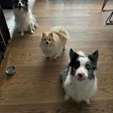 Kujica Blue koja je bila ostavljena na Autobusnom kolodvoru u Zagrebu otišla je u novi dom - 5