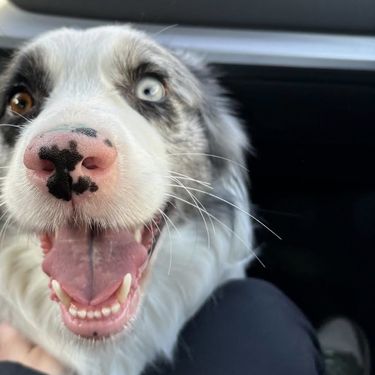 Kujica Blue koja je bila ostavljena na Autobusnom kolodvoru u Zagrebu otišla je u novi dom - 7