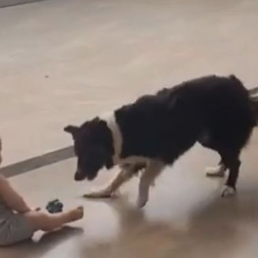 Igra između bebe i psa