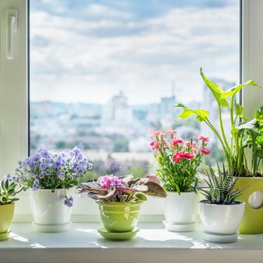 Biljke na prozoru