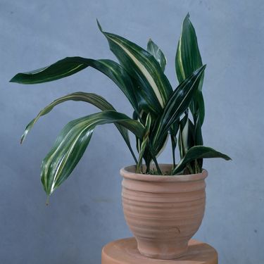 Aspidistra