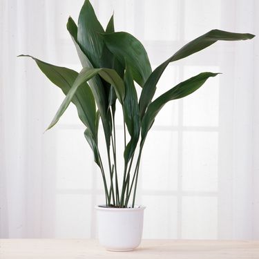 Aspidistra