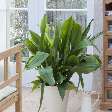 Aspidistra