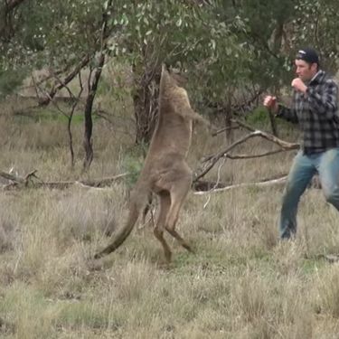 Obračun sa životinjama