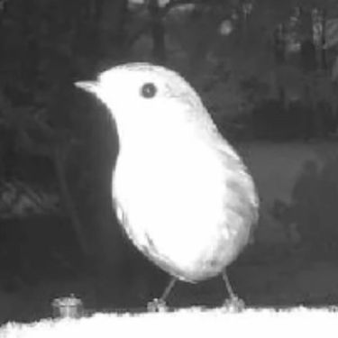 Ptica na snimci s hranilice i neobična silueta u pozadini