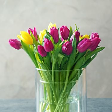 Tulipani