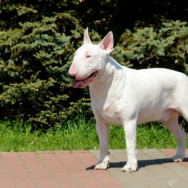 Bull terijer