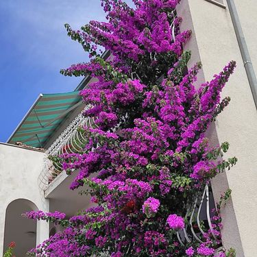Denis Bojčić iz Splita strastveni je uzgajivač bugenvilija, hibiskusa i ostalog bilja - 1
