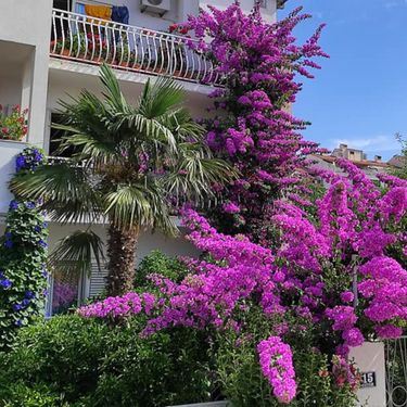 Denis Bojčić iz Splita strastveni je uzgajivač bugenvilija, hibiskusa i ostalog bilja - 3