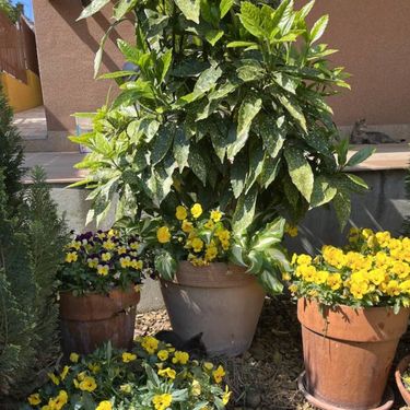 Dvorište s bazenom u Smederevu u kojem obitelj Krstić provede cijelo ljeto - 9