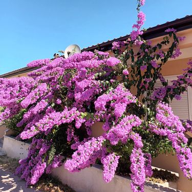 Bugenvilija u Privlaci blizu Zadra ovo ljeto nadmašila je samu sebe - 2
