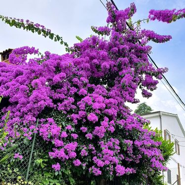 Prve ovogodišnje fotografije bugenvilija naših čitateljica - 2