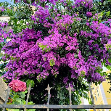 Prve ovogodišnje fotografije bugenvilija naših čitateljica - 3