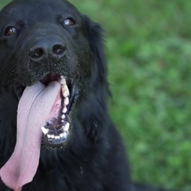 Dobroćudni, veseli i prepuni ljubavi, ravnodlaki retriveri svojim karakterom i izgledom osvajaju sve oko sebe - 4