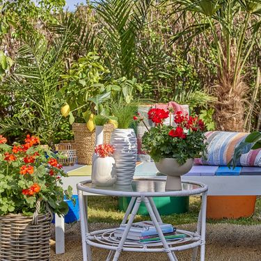 Pelargonije mogu izdržati intenzivna sunčana razdoblja i ekstremne vrućine - 4