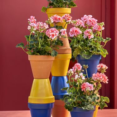 Pelargonije mogu izdržati intenzivna sunčana razdoblja i ekstremne vrućine - 5